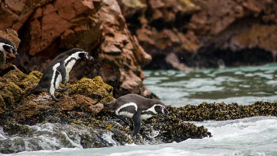 Ballestas Islands & Paracas National Reserve from Paracas - The 8:00 am boat trip to Ballestas Islands