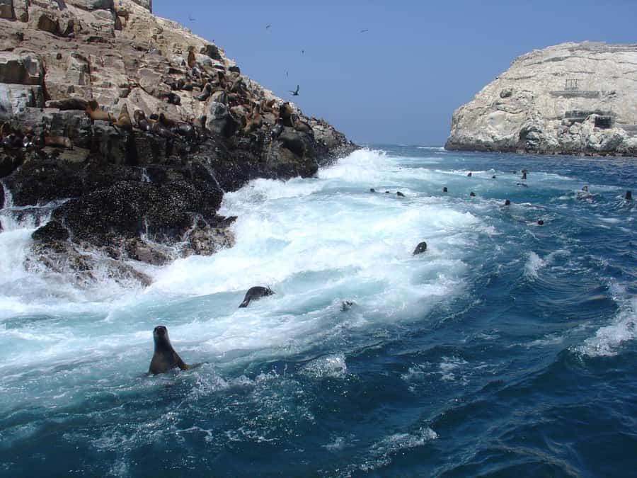 Callao: Swimming with Sea Lions Palomino Islands Boat Tour - Why the Palomino Islands trip is worth your time