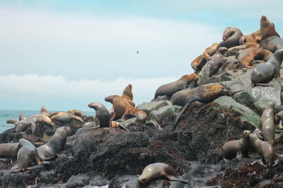Callao: Swimming with Sea Lions Palomino Islands Boat Tour - Palomino Island and the sea lion colony