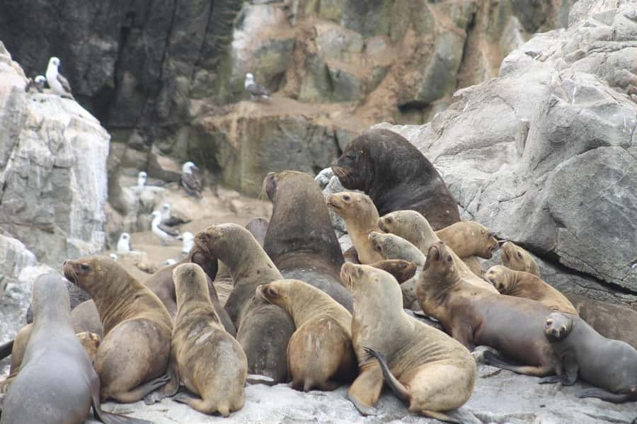 Callao: Swimming with Sea Lions Palomino Islands Boat Tour - Who should book this Callao boat tour?