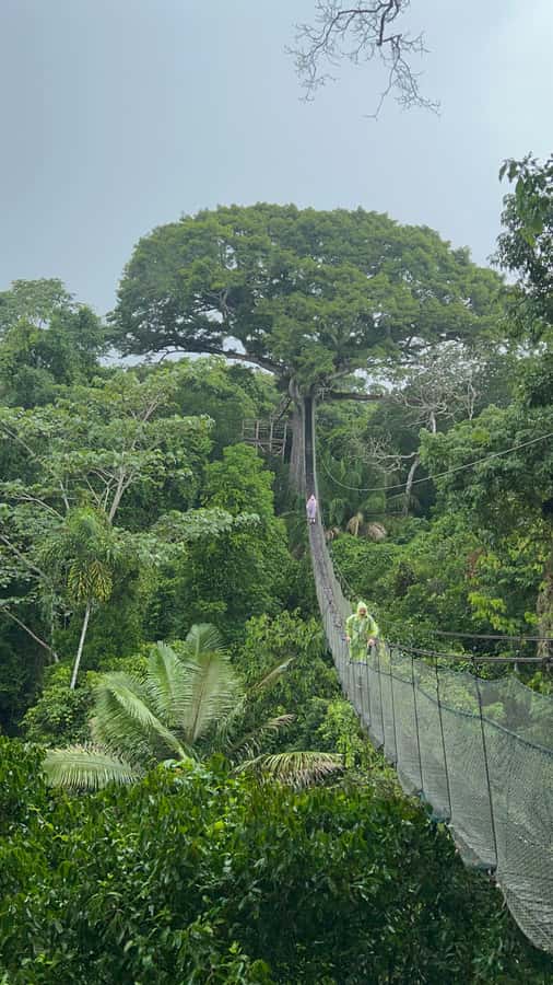 Canopy Tower, Zipline, Kayak, and Monkey Island … - Key points to know before booking