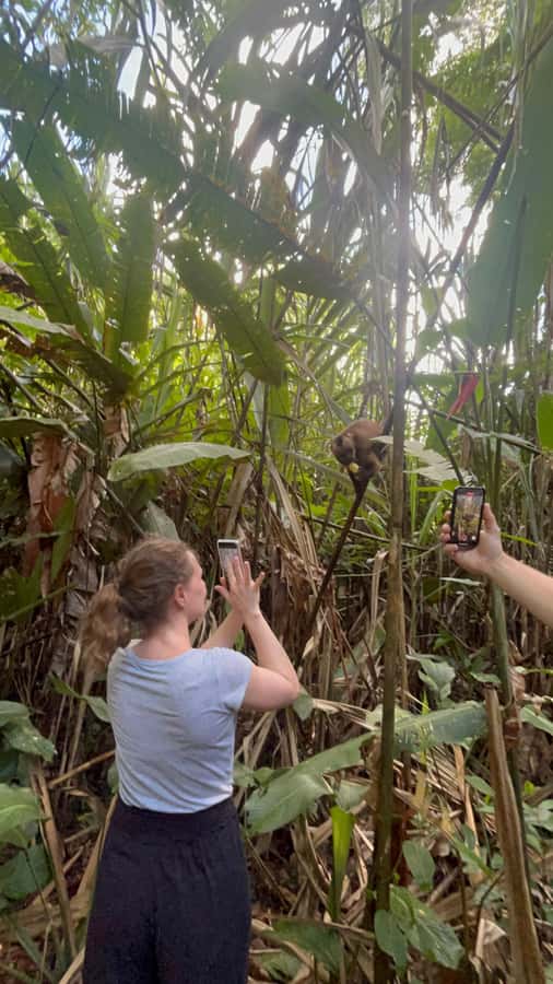 Canopy Tower, Zipline, Kayak, and Monkey Island … - Walking 200 meters to the lupuna tree