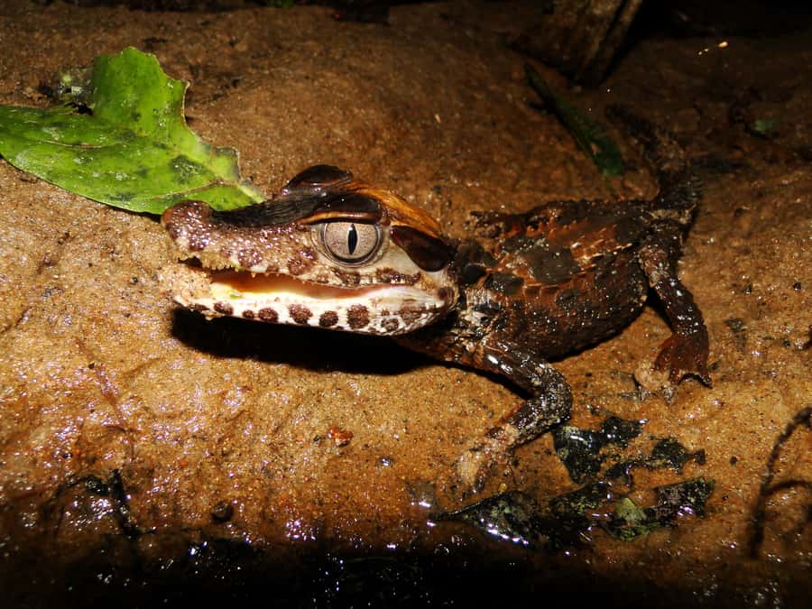 Capibara and caiman search on the Tambopata river - Practical advice for a smoother trip