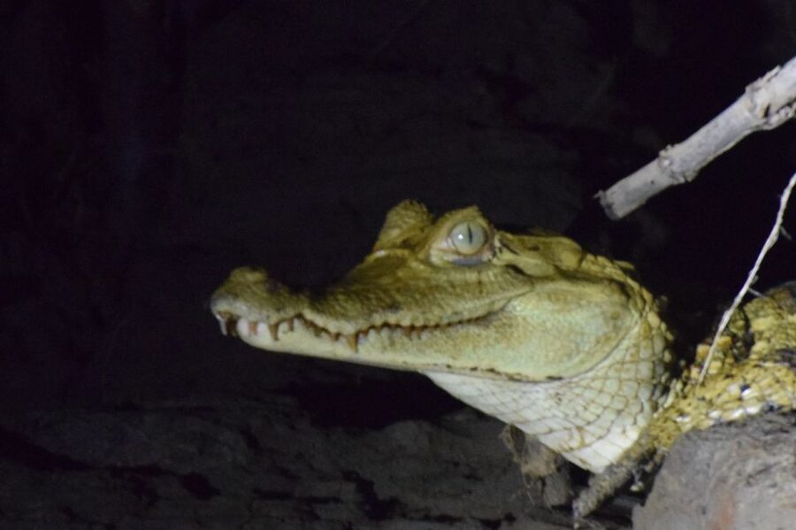 Capibara and caiman search on the Tambopata river - The dry-season beach walk and turtle nests