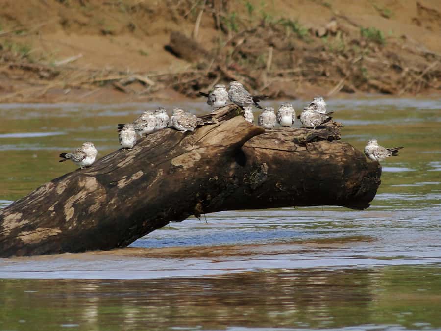 Capibara and caiman search on the Tambopata river - What the listed stops mean in practice