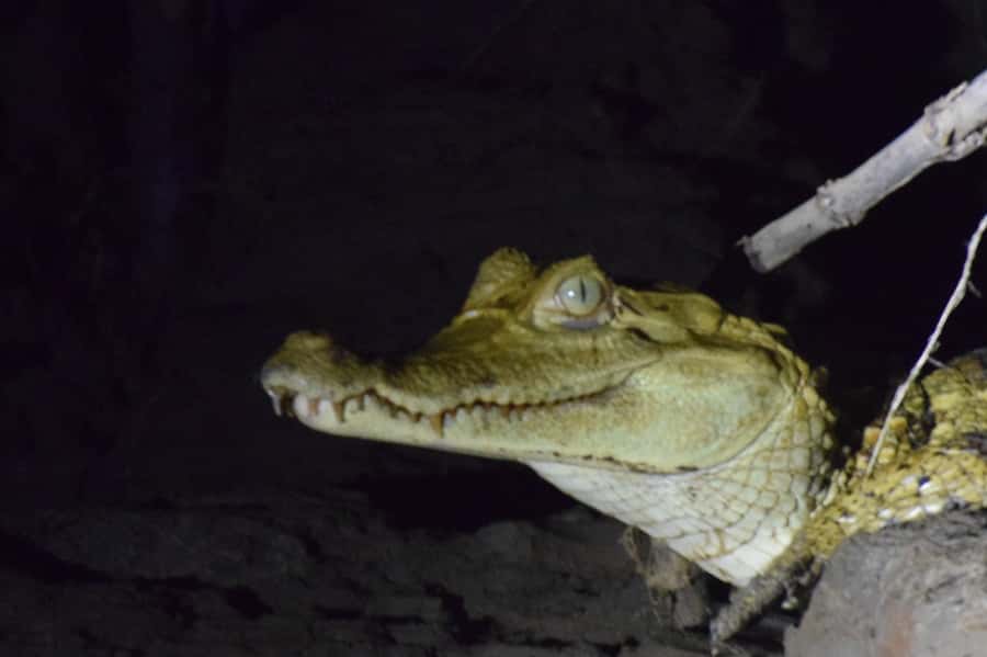 Capibara and caiman search on the Tambopata river - Who will enjoy this evening cruise?