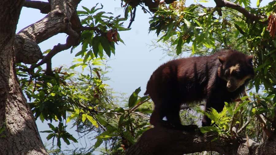 Chiclayo: Chaparri Ecological Reserve Tour - Who should book this Chaparri day trip?