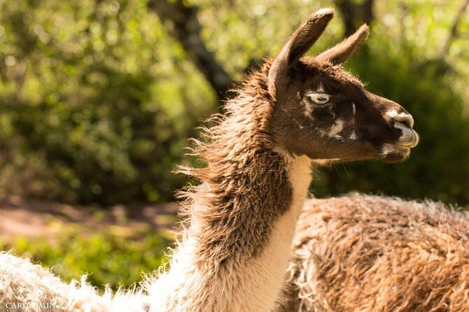 Cochahuasi Animal Sanctuary® Admission Ticket - Meeting pumas, bears, condors, and Andean animals