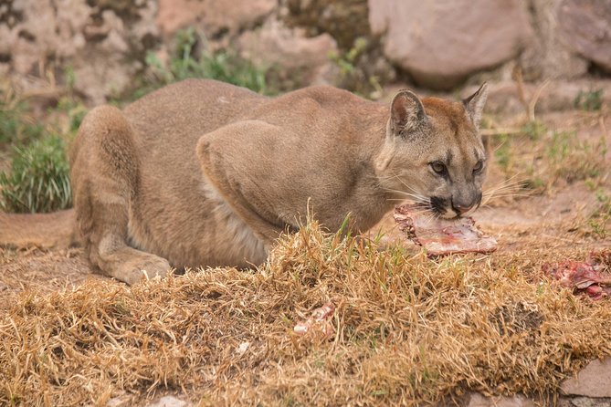 Cochahuasi Animal Sanctuary® Admission Ticket - The difficult question of enclosure size
