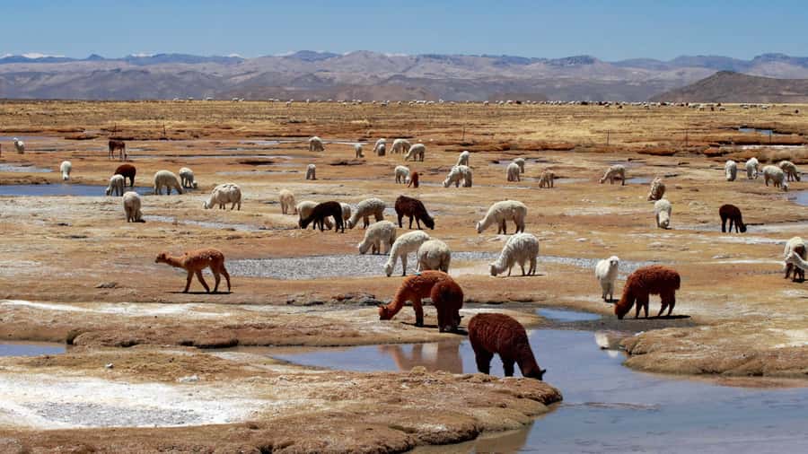 Colca Canyon: 2-Day Tour from Arequipa to Puno - Lake Titicaca as the final chapter