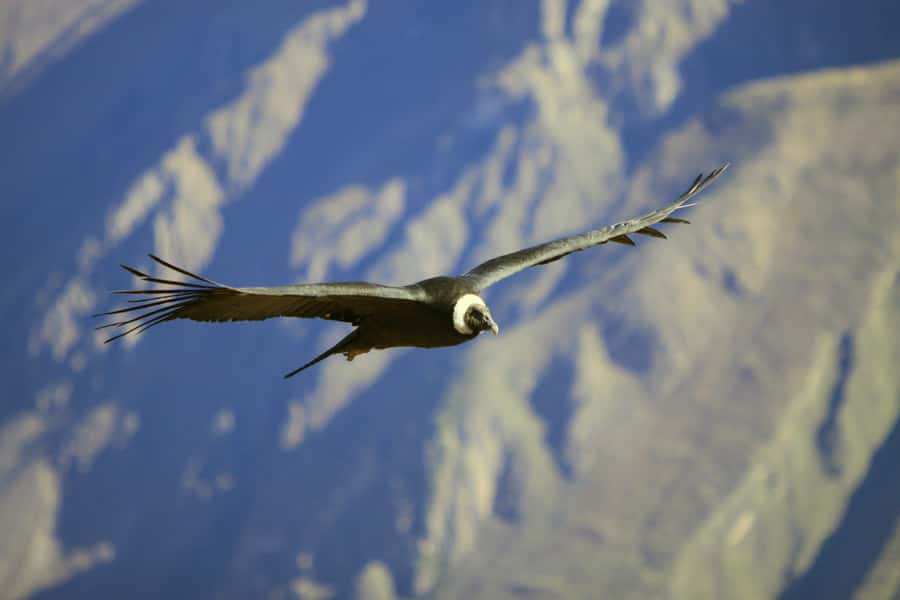Colca Canyon: 2-Day Tour from Arequipa to Puno - Day one: leaving Arequipa for Chivay