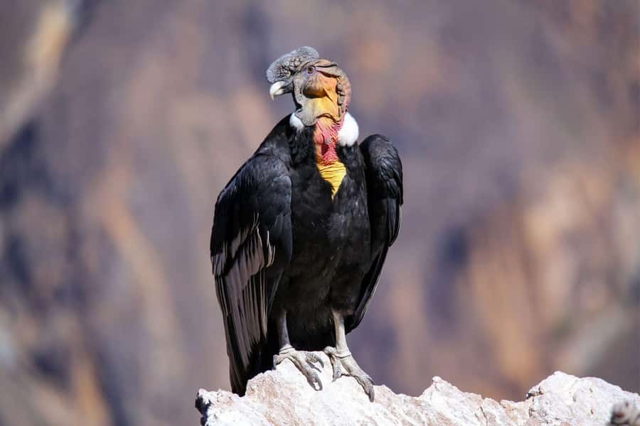 Colca Canyon Day Trip: From Arequipa to Puno - Chivay lunch and the change to Puno transport