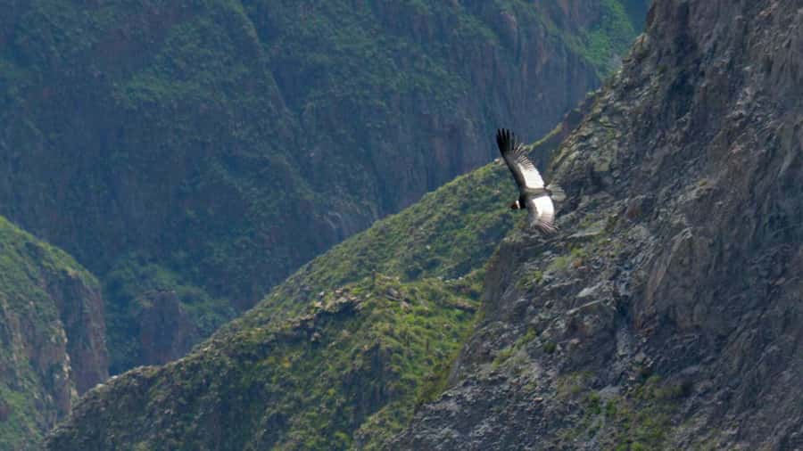 COLCA CANYON FULL DAY TOURS - Lunch in Chivay at about 12:30pm