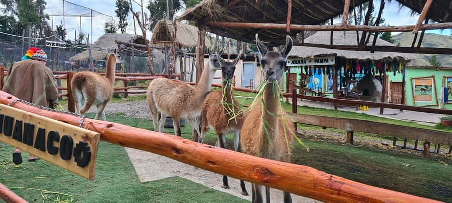 Cusco: Alpaca and Llama Farm Tour w/ Transfer & Weaving Demo - Key points to know before you go