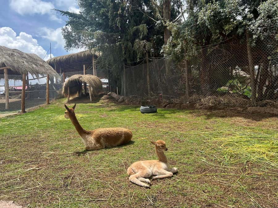 Cusco: Alpaca and Llama Farm Tour w/ Transfer & Weaving Demo - A quick escape from central Cusco