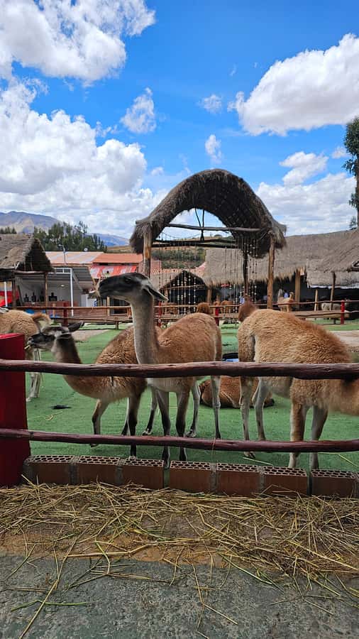 Cusco: Alpaca and Llama Farm Tour w/ Transfer & Weaving Demo - From Inca breeding to modern wool