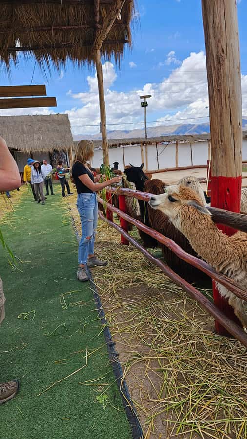 Cusco: Alpaca and Llama Farm Tour w/ Transfer & Weaving Demo - Extra animals and conservation details