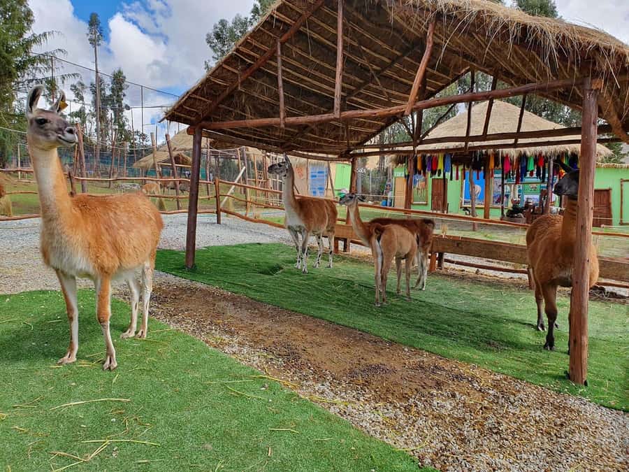 Cusco: Alpaca and Llama Farm Tour w/ Transfer & Weaving Demo - Is $34 good value?