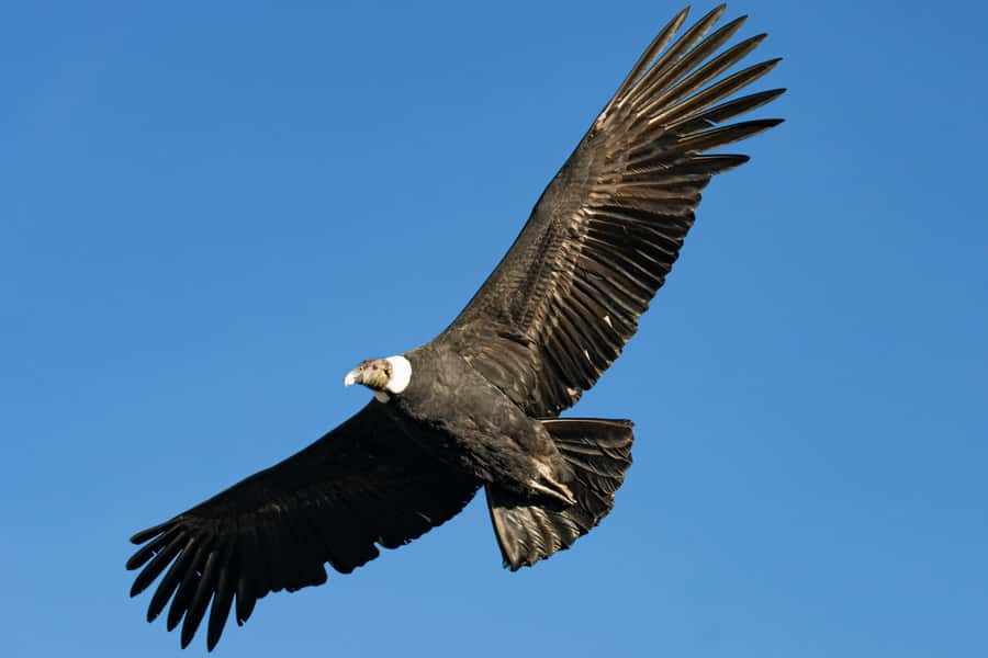 Cusco: Chonta Canyon and Condor Flight Tour with Lunch - Leaving Cusco at 7:00 AM