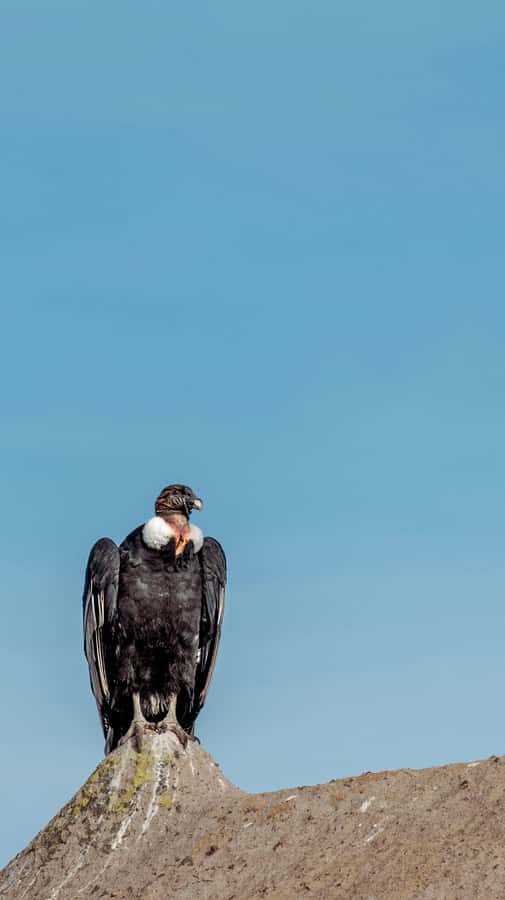 Cusco: Chonta Canyon and Condor Flight Tour with Lunch - Tarawasi’s Rare Usno Platform