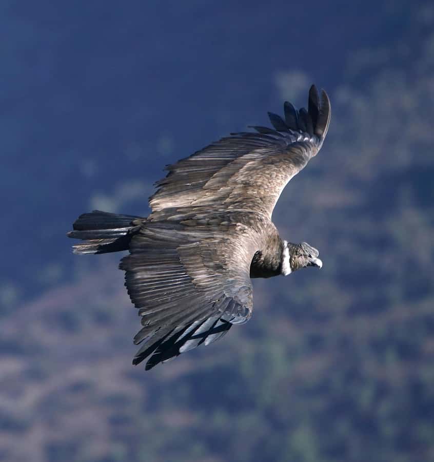 Cusco: Chonta Canyon and Condor Flight Tour with Lunch - Killarumiyoq and the Meaning of Carved Stone