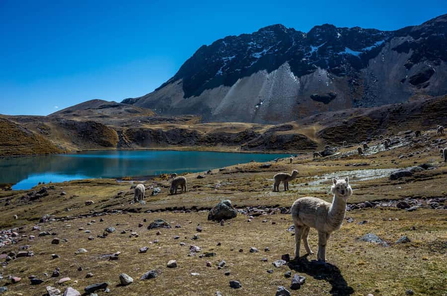 Cusco: Excursion to Ausangate 7 Lagunas + lunch - Key points about the Ausangate 7 Lagoons tour