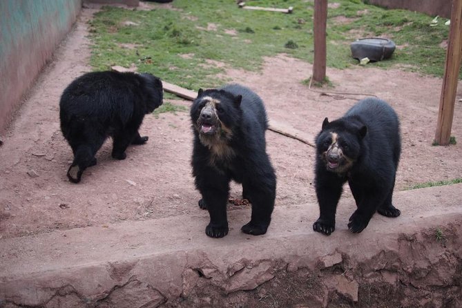 Cusco Santuario de Animales Rescatados en Cusco - The Morning Pickup From Cusco