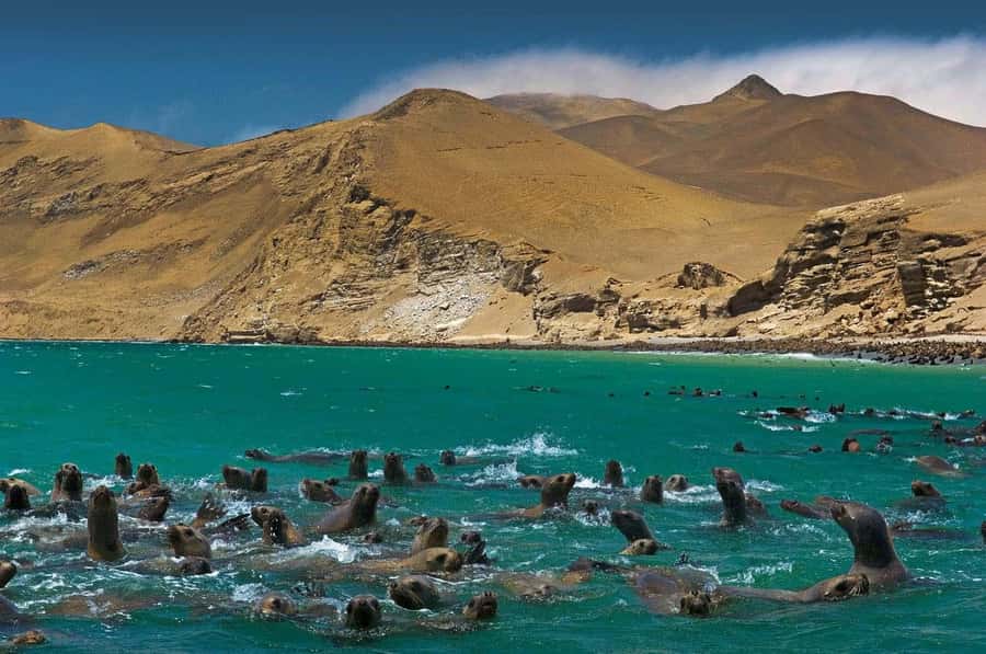 Discover Paracas, Ica and Nasca in a 2 days and 1 night trip - 4:30 a.m. from Lima to Paracas