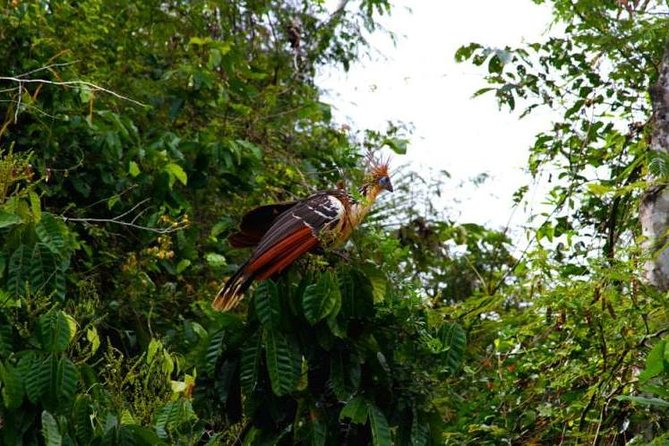 Eco Jungle 3 Days - 2 Nights - Key points to know before you book