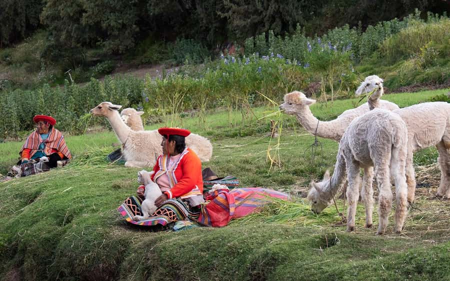 ECONOMIC PRIVATE TOUR IN THE CITY OF CUSCO - HALF DAY - Price, Extra Fees, and Overall Value