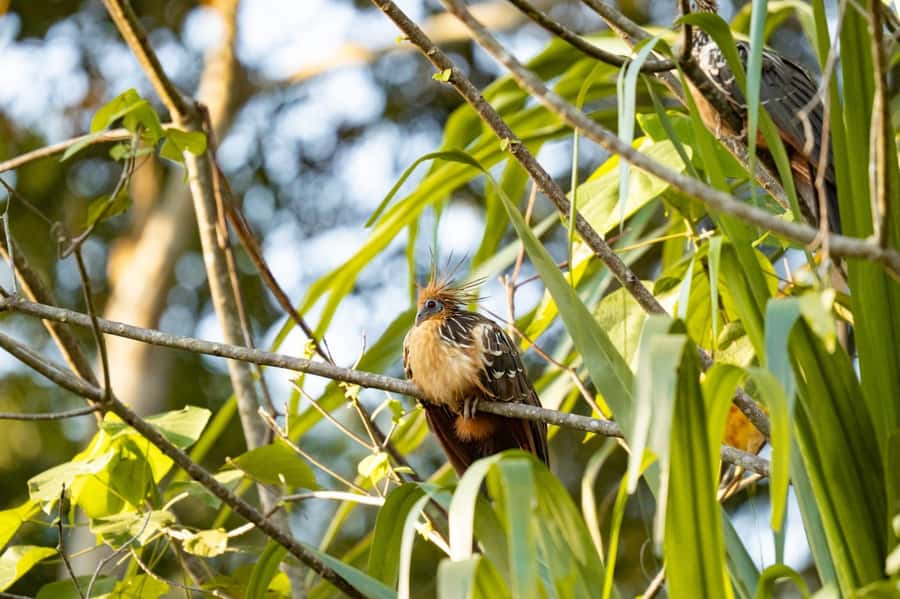 Excursion 2 days/1 nights in the jungle: Tambopata - What $280 Buys You in Two Days