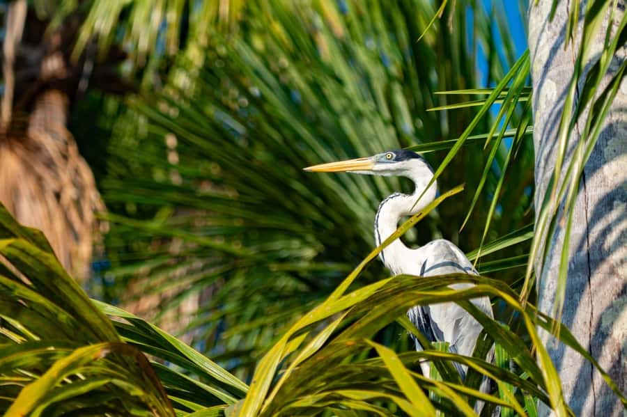 Excursion 2 days/1 nights in the jungle: Tambopata - The 4 a.m. Start for Tambopata National Reserve