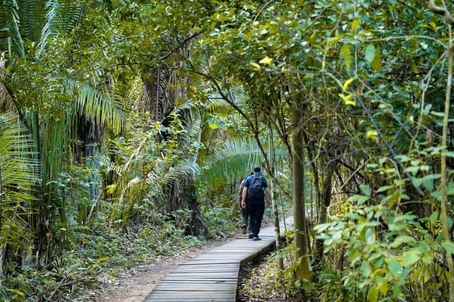Excursion 2 days/1 nights in the jungle: Tambopata - The First Forest Walk and Canopy Activities