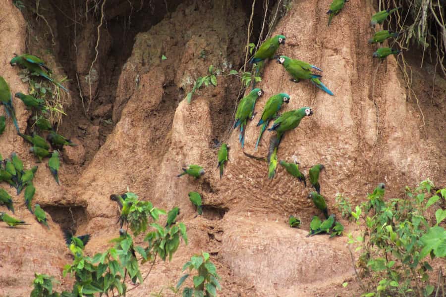 Excursion 3 days/2 nights in the jungle - Day three: sunrise, the parrot clay lick, and canopy thrills