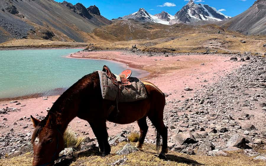 Excursion: Explore in one day the 7 lakes of Ausangate from Cusco - Breakfast in Pacchanta at 4,600 Meters