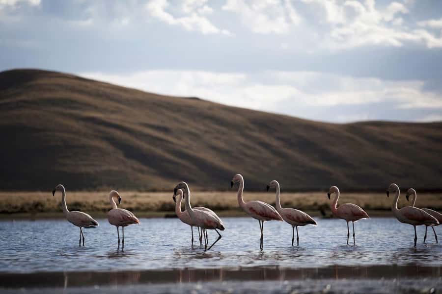 Excursion: Lagoon and National Reserve of Salinas and Aguada Blanca in Arequipa. - Chiguata and Its Agricultural Terraces