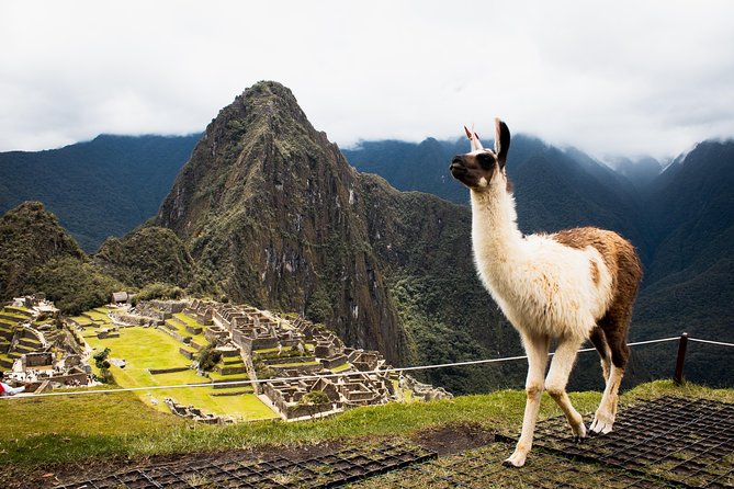 Excursion to MachuPicchu with Train Vistadome Full Day - Who will enjoy this day most