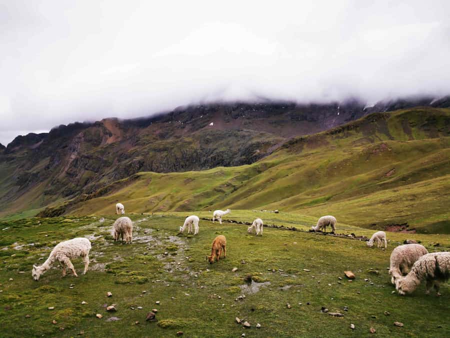 Excursion to Rainbow Mountain in ATV. - Leaving Cusco Before Sunrise