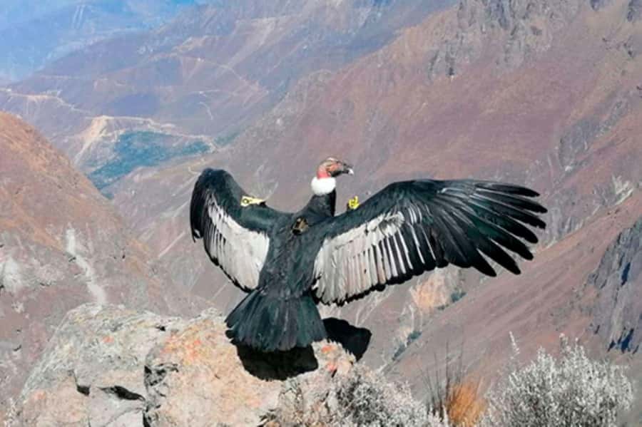 From Arequipa: 1 Day Tour to the Colca Canyon + Buffet lunch - Patapampa at 4,910 meters