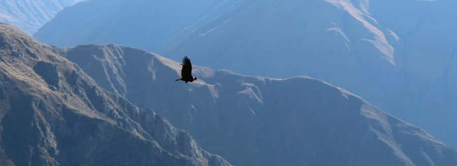 From Arequipa: 1 Day Tour to the Colca Canyon + Buffet lunch - Maca and the Church of Santa Ana