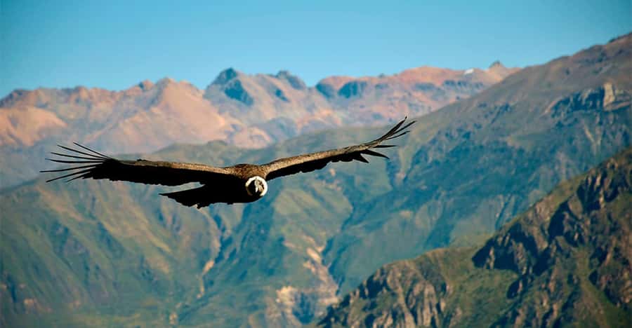 From Arequipa: 1 Day Tour to the Colca Canyon + Buffet lunch - 3:00 a.m. pickup and the road to Chivay