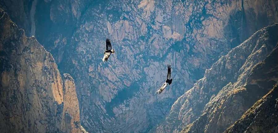 From Arequipa: Colca Canyon and Condor Watching Day Trip - Key points before you book