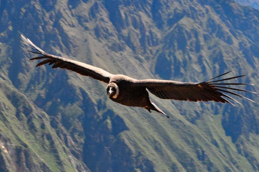 From Arequipa: Colca Canyon and Condor Watching Day Trip - Leaving Arequipa at 3:00 a.m.