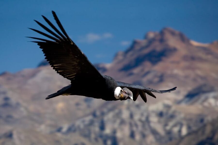 From Arequipa: Colca Canyon Full-Day Guided Tour with Meals - A regional buffet in Chivay