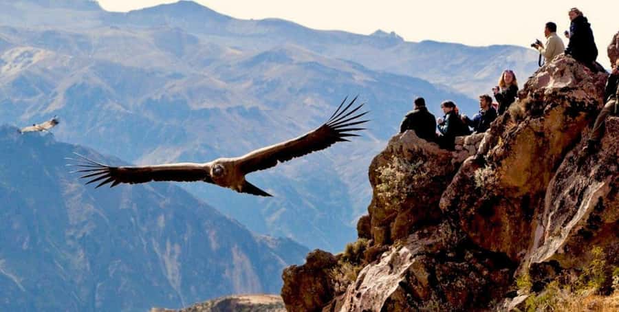 From Arequipa: Colca Canyon Full-Day Tour with Breakfast - Breakfast in Chivay, with one important catch