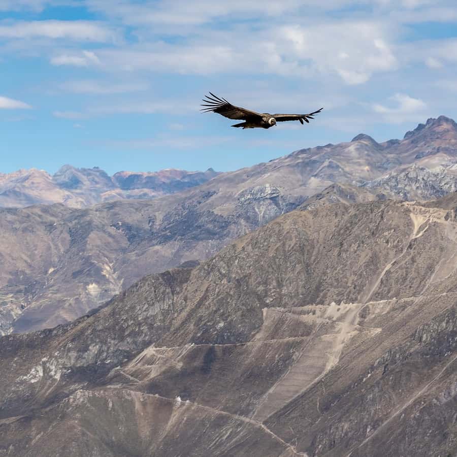 From Arequipa: Colca Canyon & La Calera Thermal Waters - Practical advice for a smoother day