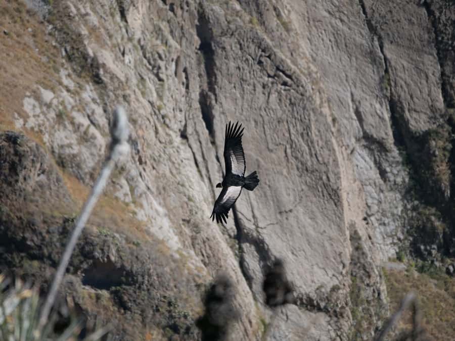 From Arequipa: Colca Canyon & La Calera Thermal Waters - Reaching Chivay and the Colca Canyon viewpoint