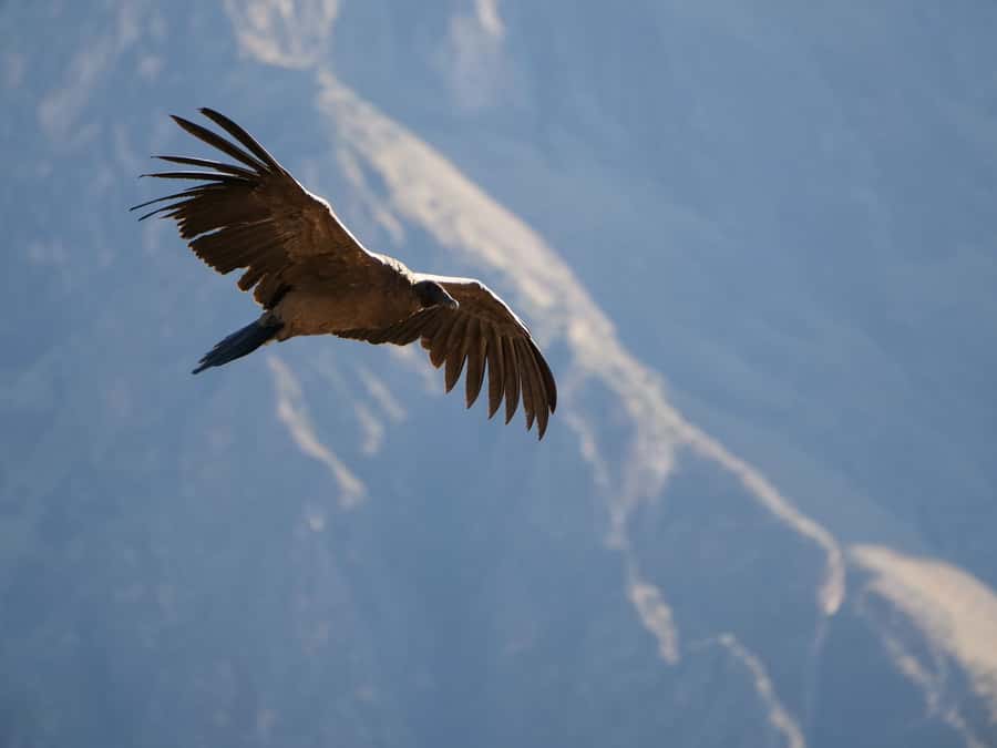 From Arequipa: Colca Canyon & La Calera Thermal Waters - La Calera thermal waters after the canyon