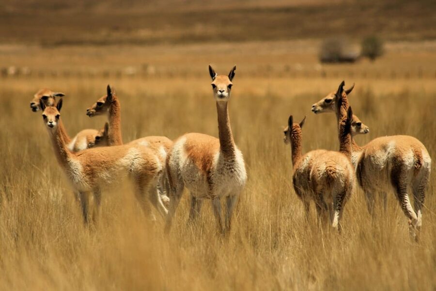 From Arequipa: Colca Valley & Thermal Baths Small-Group Trip - Maca and the Church of Santa Ana