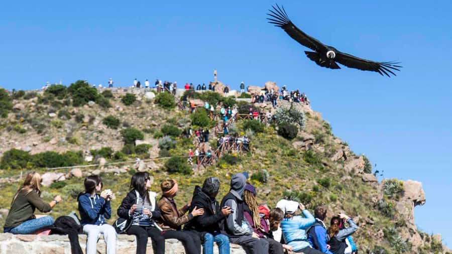 From Arequipa: Full Day Colca Canyon Tour - Why the Colca Canyon makes a worthwhile day trip